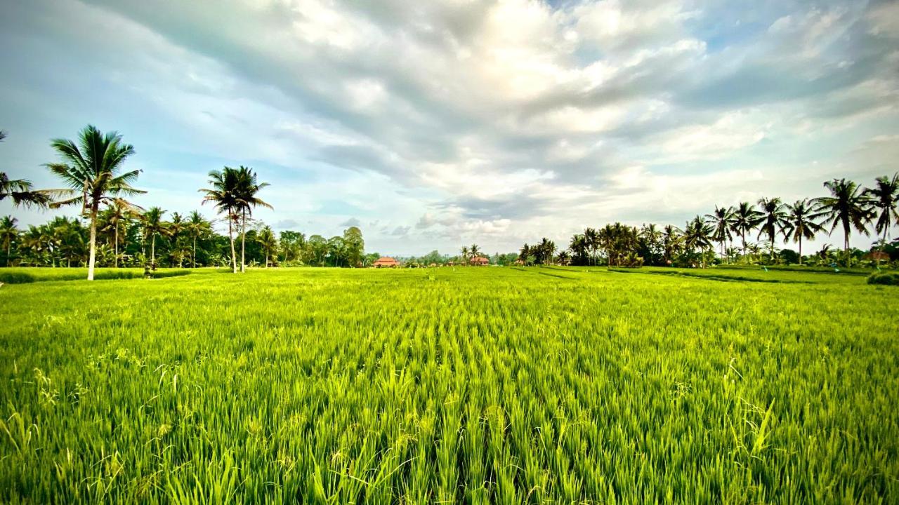 Villa Sawah Ramah Ουμπούντ Εξωτερικό φωτογραφία